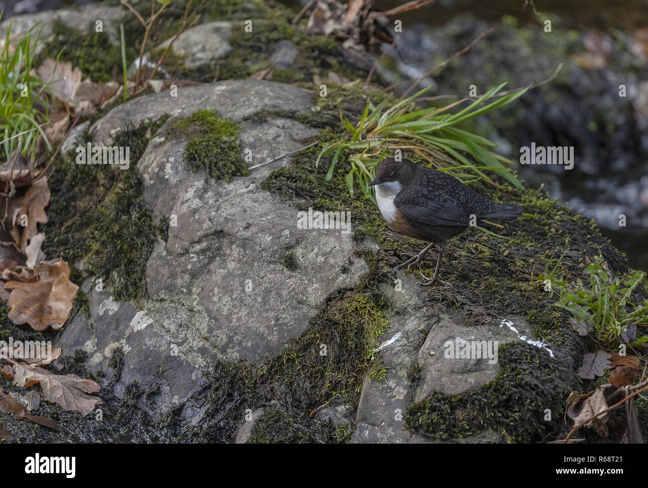 Il bilanciere, Cinclus cinclus, alimentando in fast-fiume che scorre in inverno, Exmoor Foto Stock