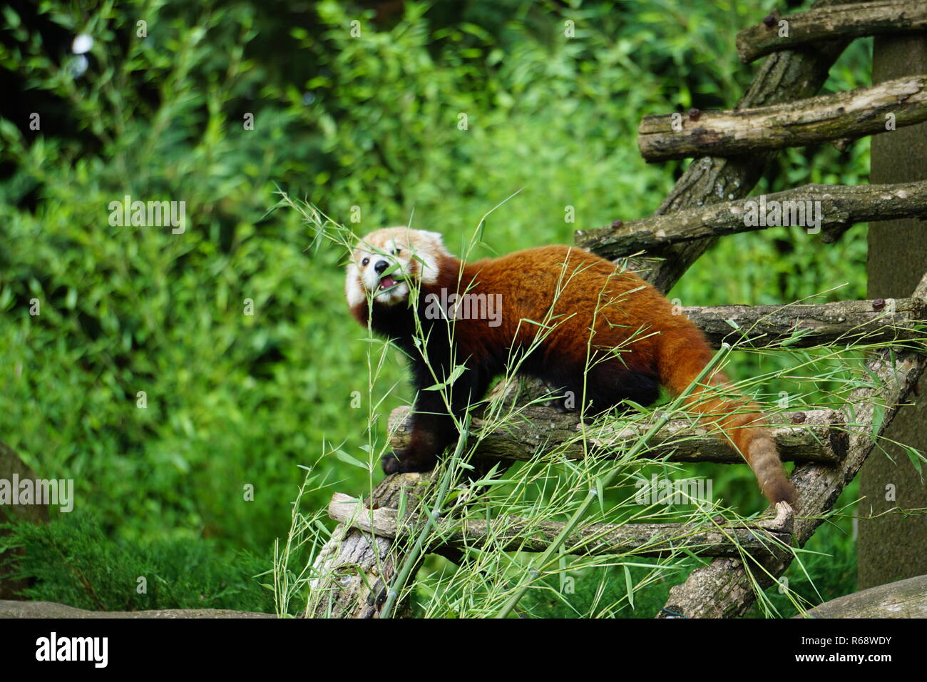 Close up di un panda rosso munching su germogli di bambù su una scaletta di legno nel parco Foto Stock