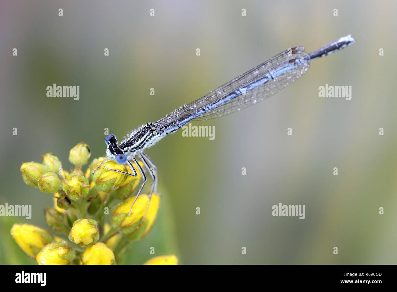 Il bianco-gambe o damselfly blue featherleg, Platycnemis pennipes Foto Stock