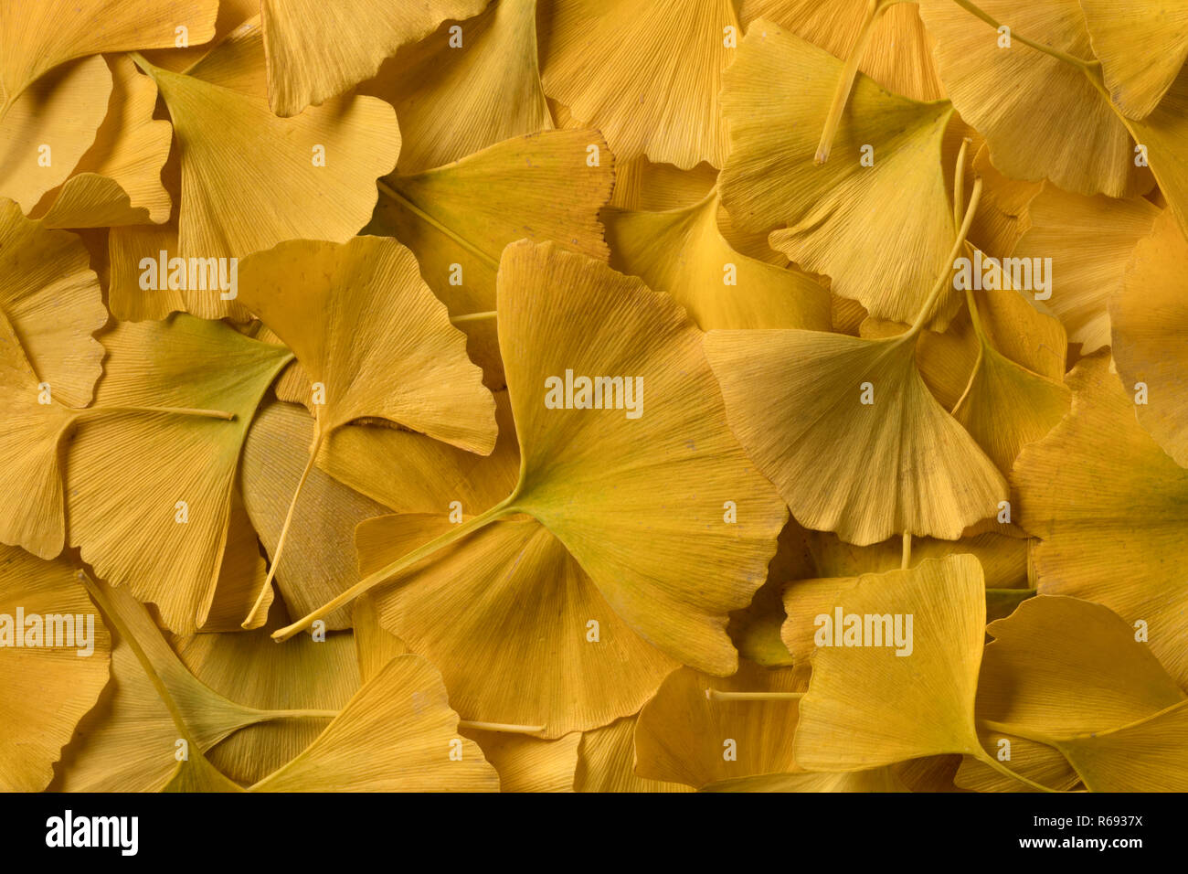 Giallo foglie di ginkgo biloba full frame close up Foto Stock