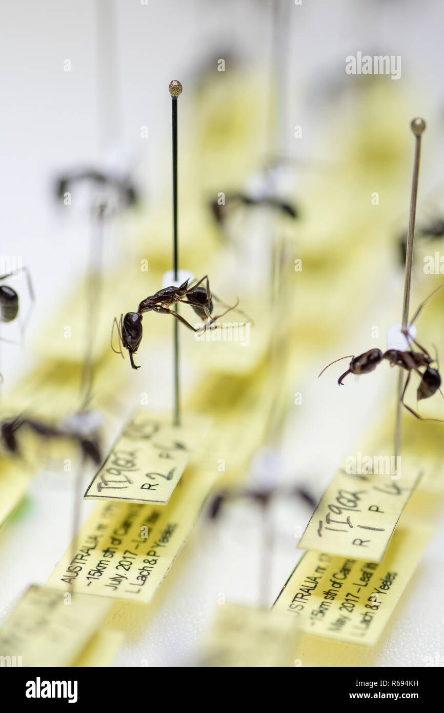 Segnato e sottolineato le formiche con le etichette da un insetto grande collezione di entomologia Foto Stock