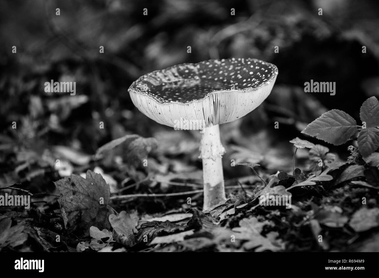 Big Red shining fly agaric, amanita muscaria. Un fungo tossico, nel suo ambiente naturale. con acqua nel cappuccio Foto Stock