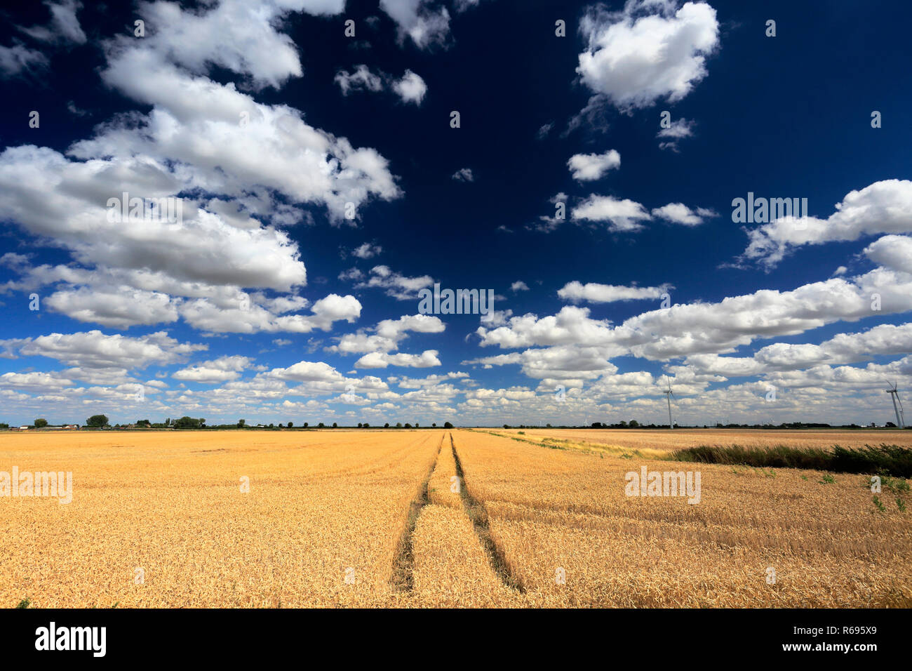 Colture in un campo Fenland, Farcet Fen, Cambridgeshire; Inghilterra; Regno Unito Foto Stock