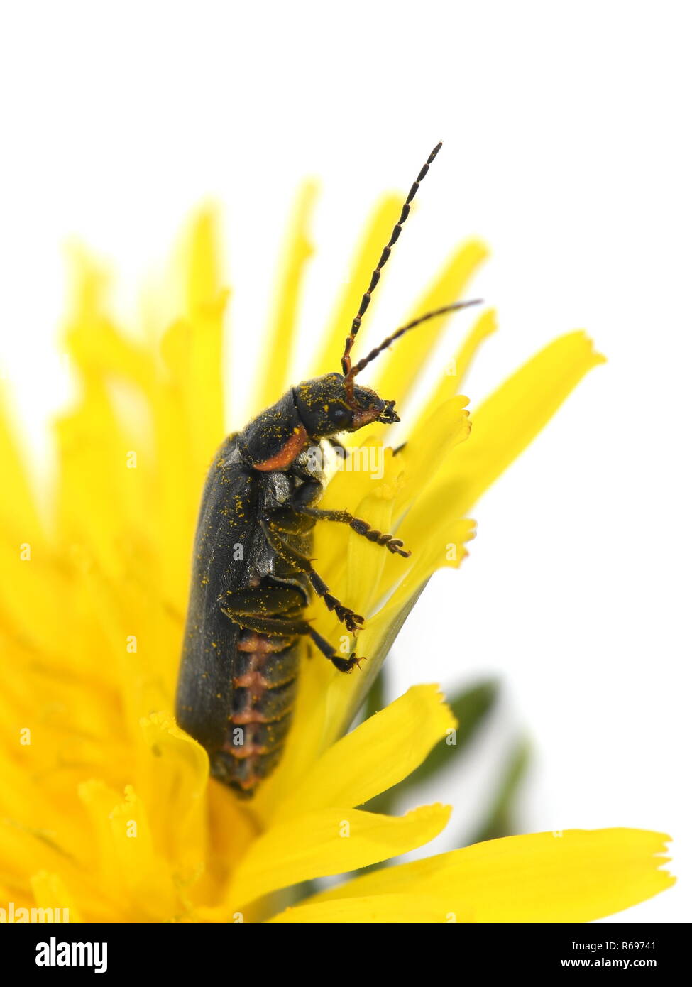 Coleottero soldato del genere Cantharis seduta su un fiore giallo pieno di polline Foto Stock