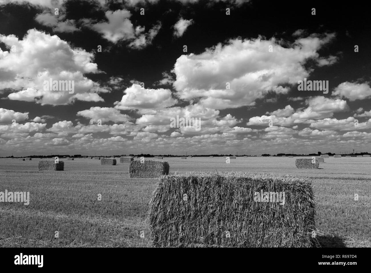 Square balle di paglia, Fenland campo nei pressi di marzo town, Cambridgeshire; Inghilterra; Regno Unito Foto Stock