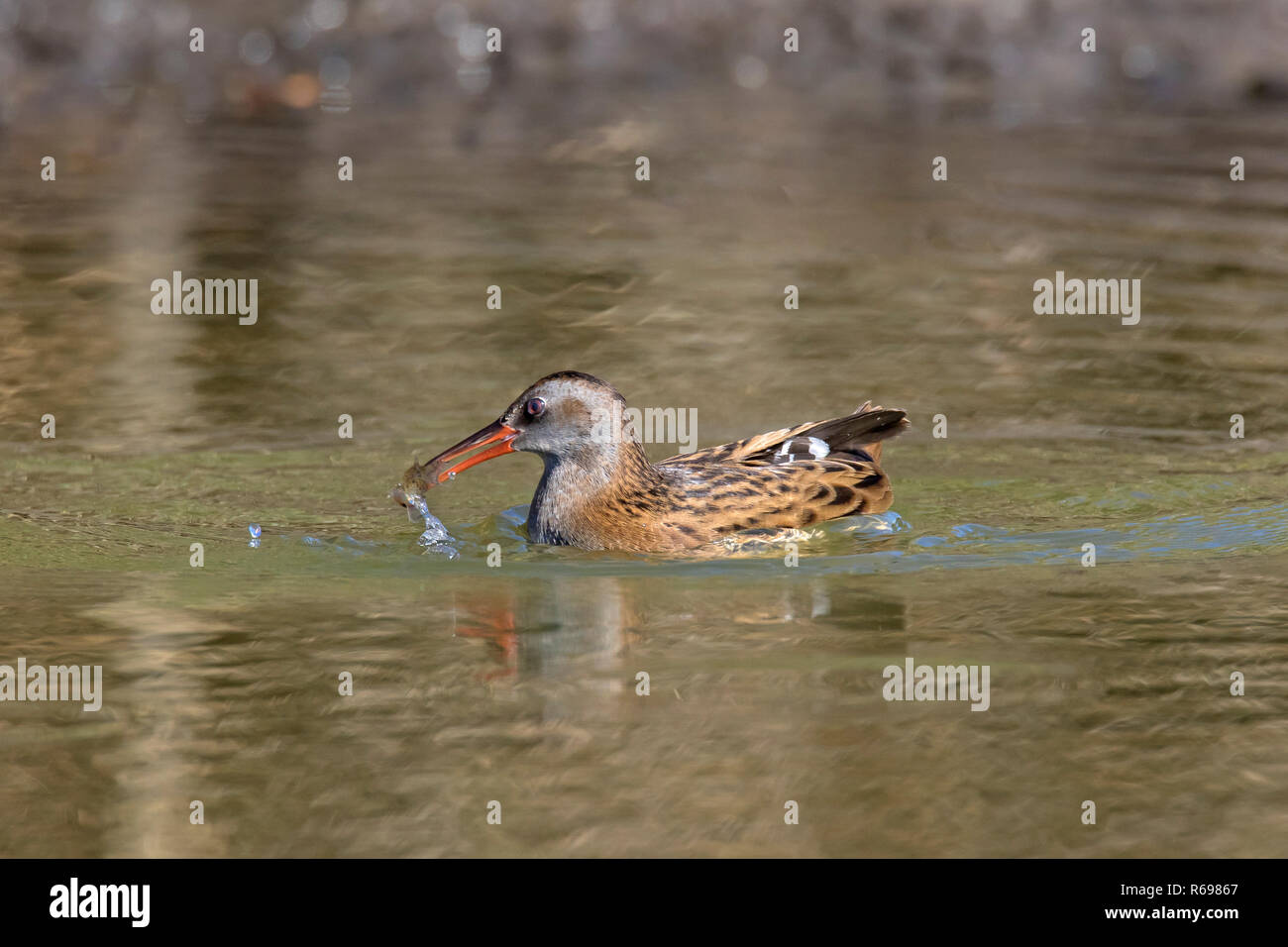 Porciglione (Rallus aquaticus) in acqua poco profonda con pesce pescato in preda a becco in zona umida della palude / / palude Foto Stock
