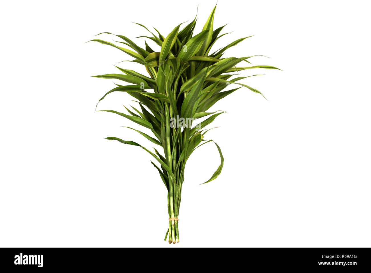 Isolato di Ribbon dracaena, Lucky bamboo, Pandan, sono legati come azienda Foto Stock