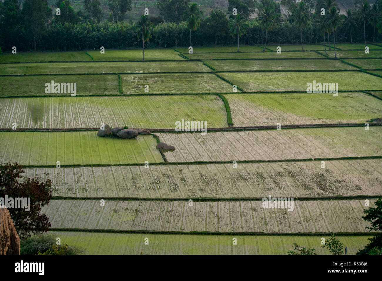 Una alta sopra la vista di acqua registrato le risaie, Hambi, India. Foto Stock
