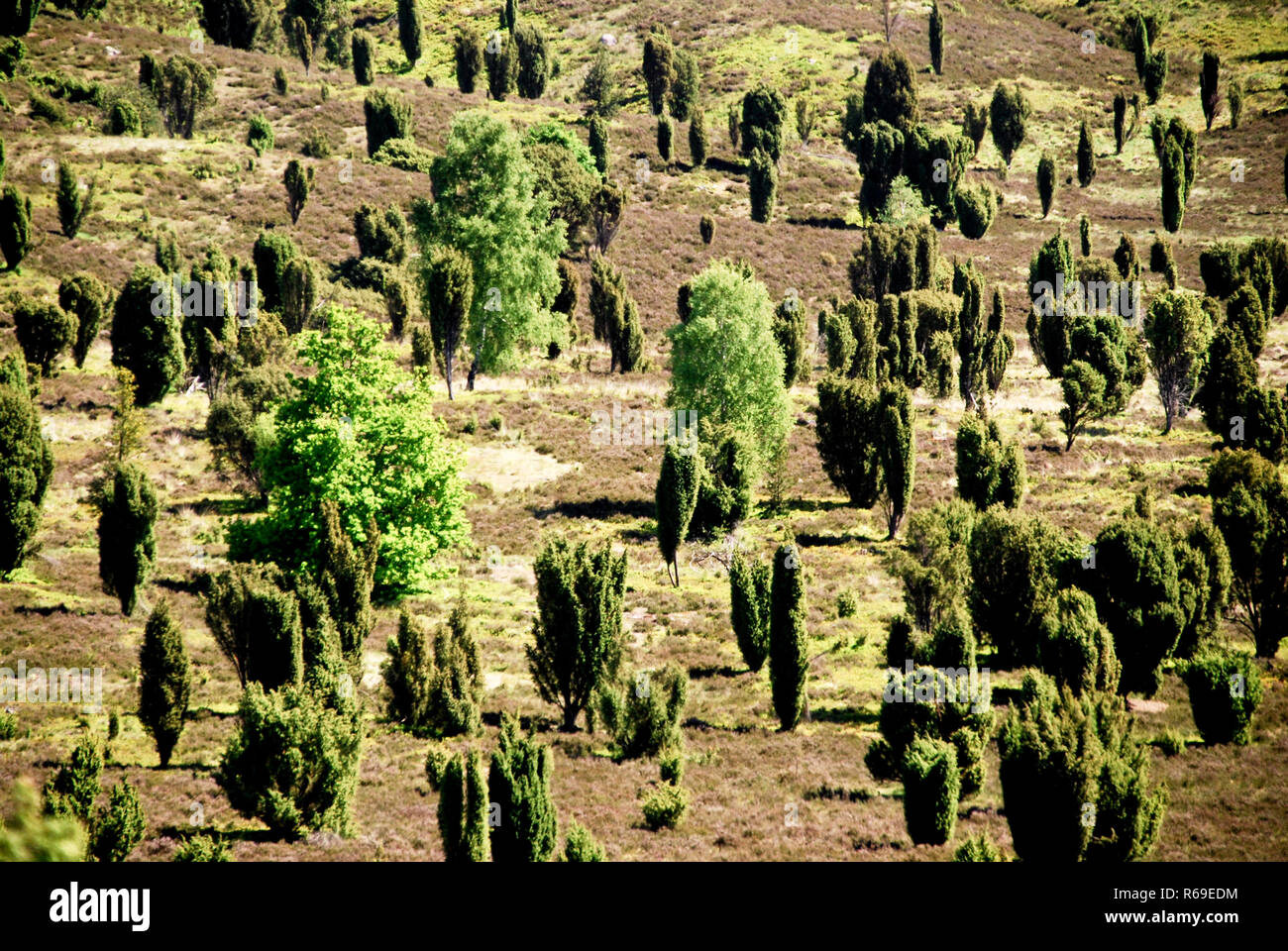 Brughiera di Luneburgo Foto Stock