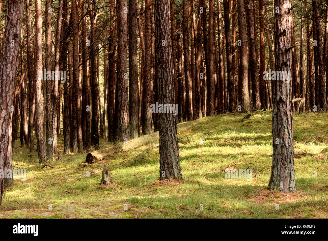 Foreste vergini su Darss in Germania Foto Stock