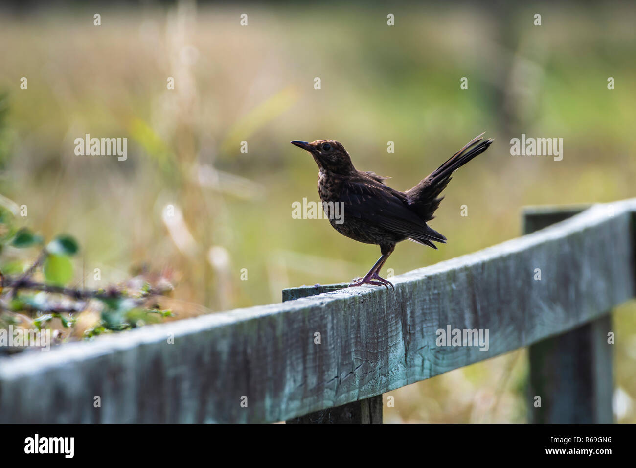 I capretti Blackbird in posa su una staccionata di legno. Foto Stock