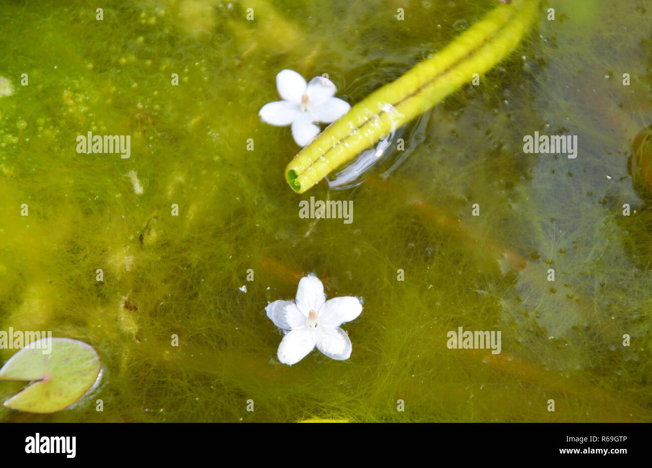 Wild Water prugna Fiore goccia d'acqua Foto Stock