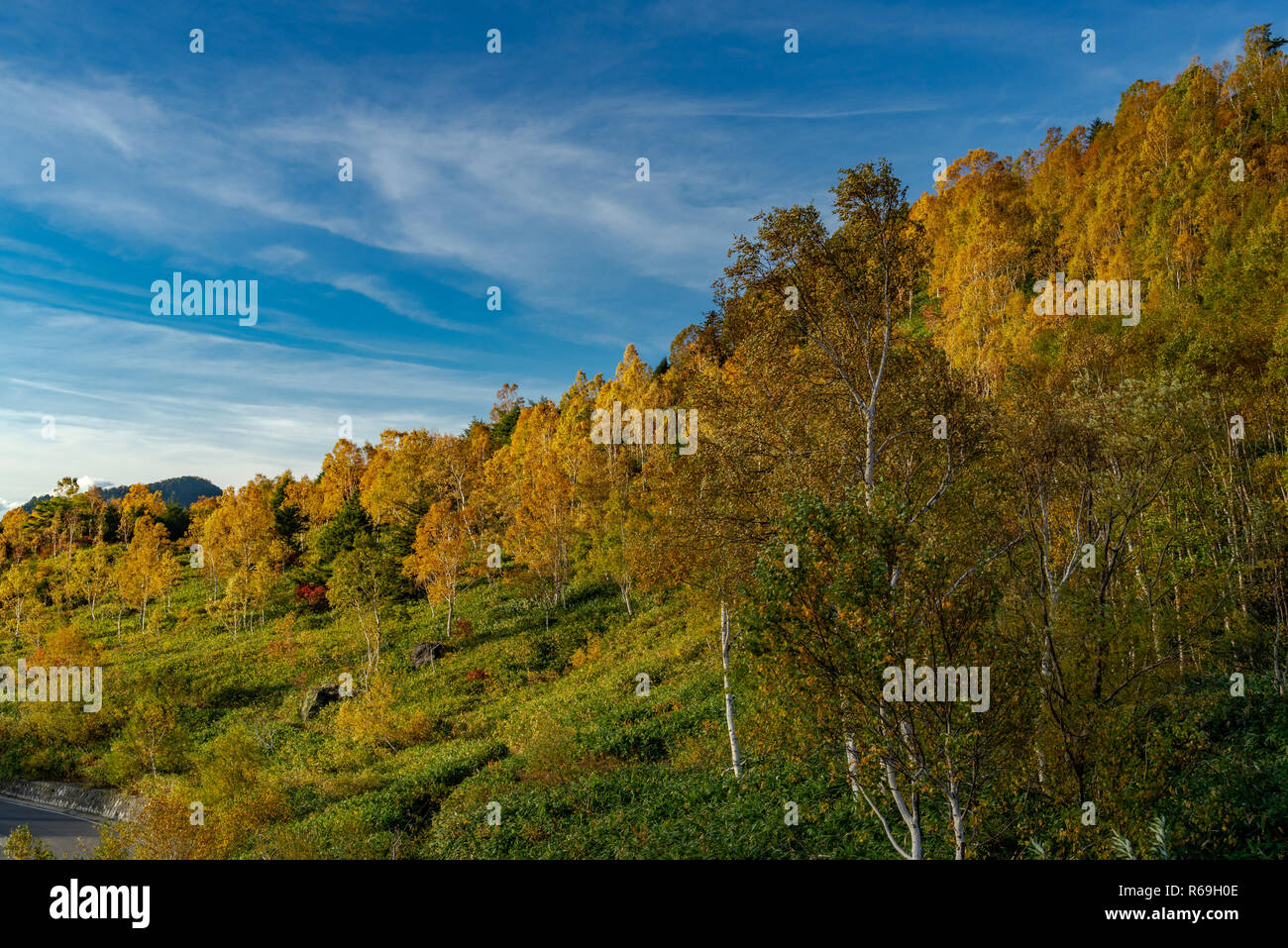 Shiga Kogen in autunno Foto Stock