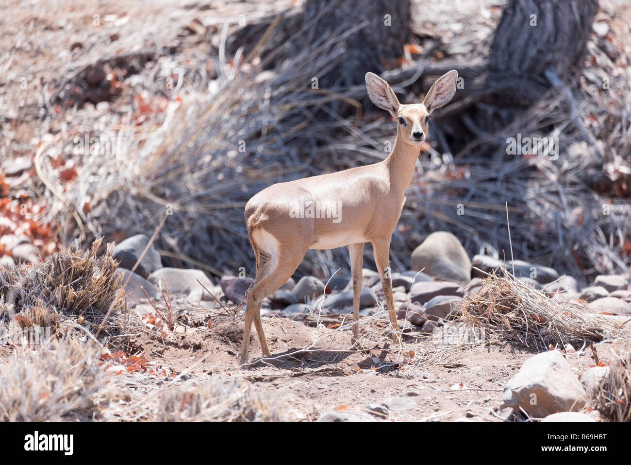 Steenbuck, Raphicerus campestris, nel Deserto Namibiano Foto Stock