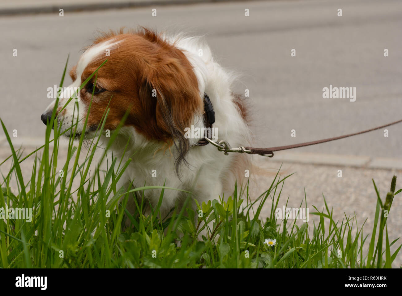 Dolce Cavalier King Charles Spaniel sul ciglio della strada di fronte al prato Foto Stock