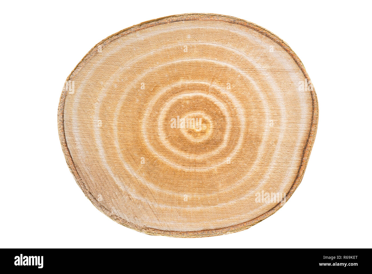 Legno di betulla,sezione trasversale su sfondo bianco Foto Stock