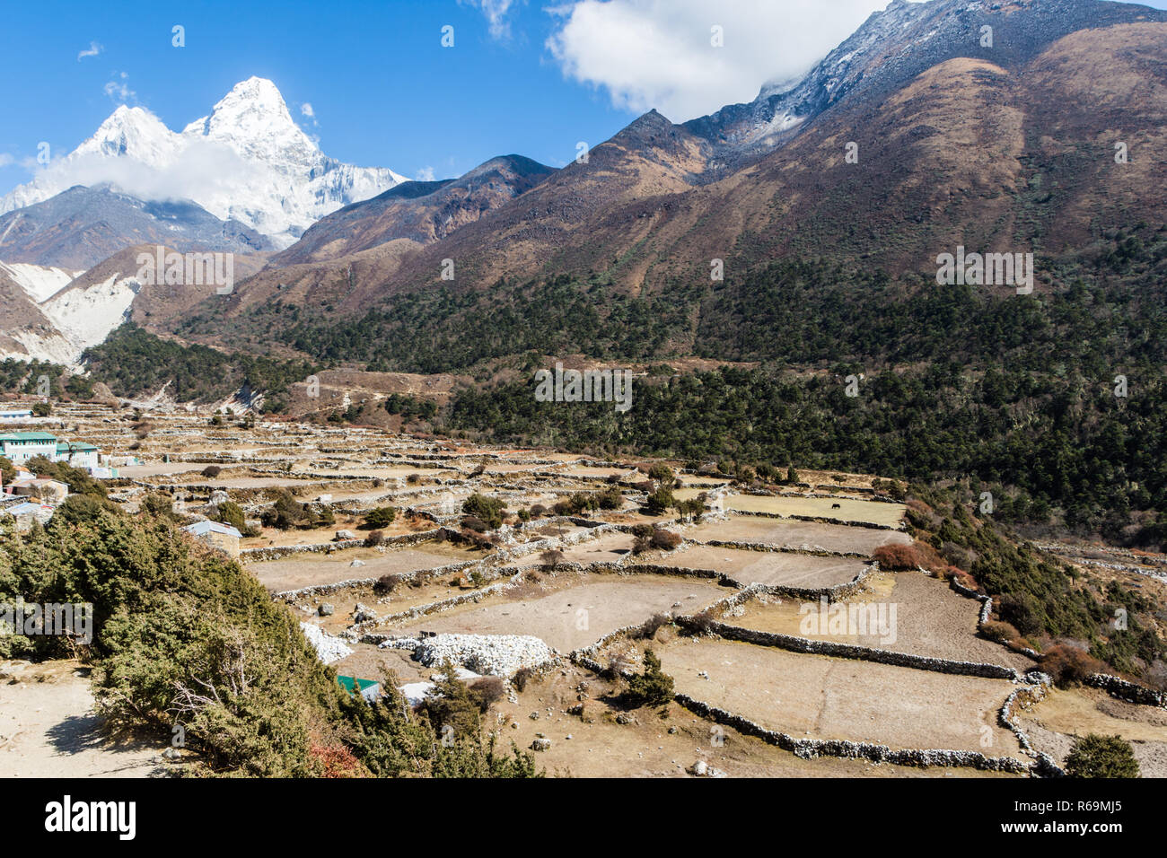 A Schiera campi di orzo e Ama Dablam picco, Pangboche, Campo Base Everest trek, Parco Nazionale di Sagarmatha, Nepal Foto Stock