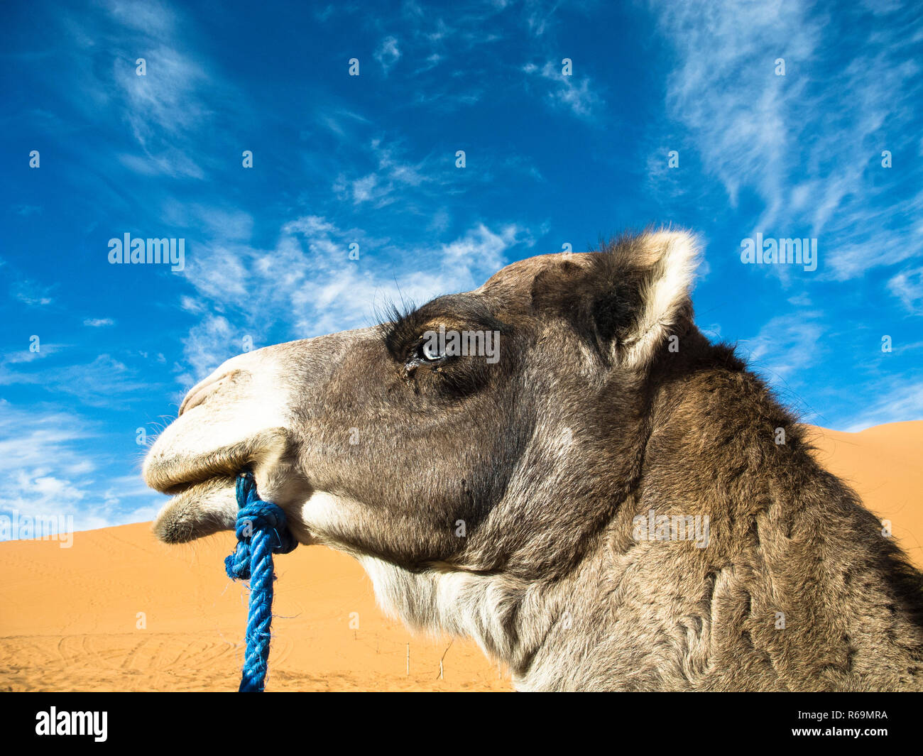 Cammello con gli occhi blu Foto Stock