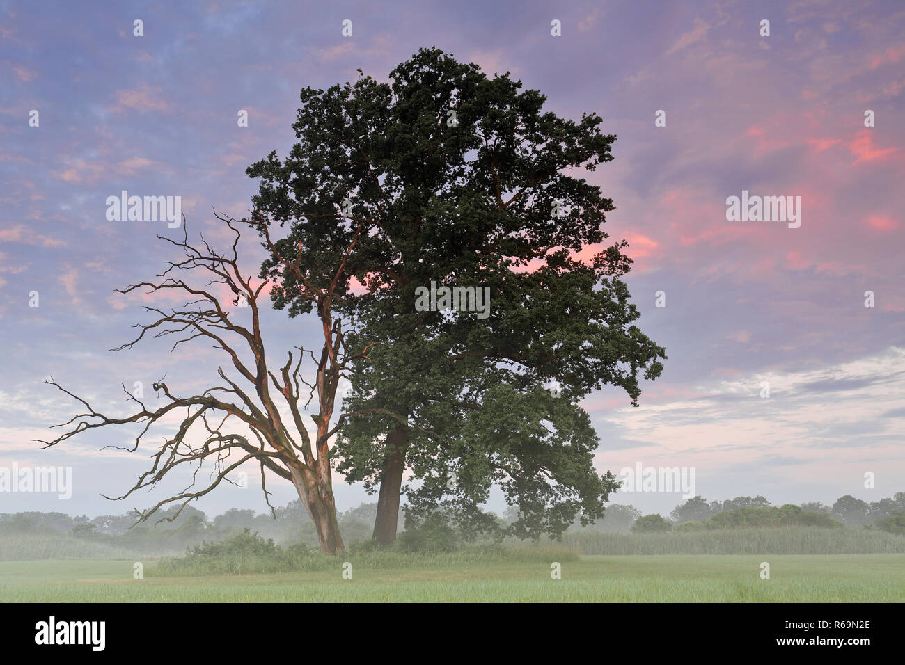Vita e morte oak accanto a ogni altra in un prato nel fiume Elba golenali nella luce del mattino Foto Stock