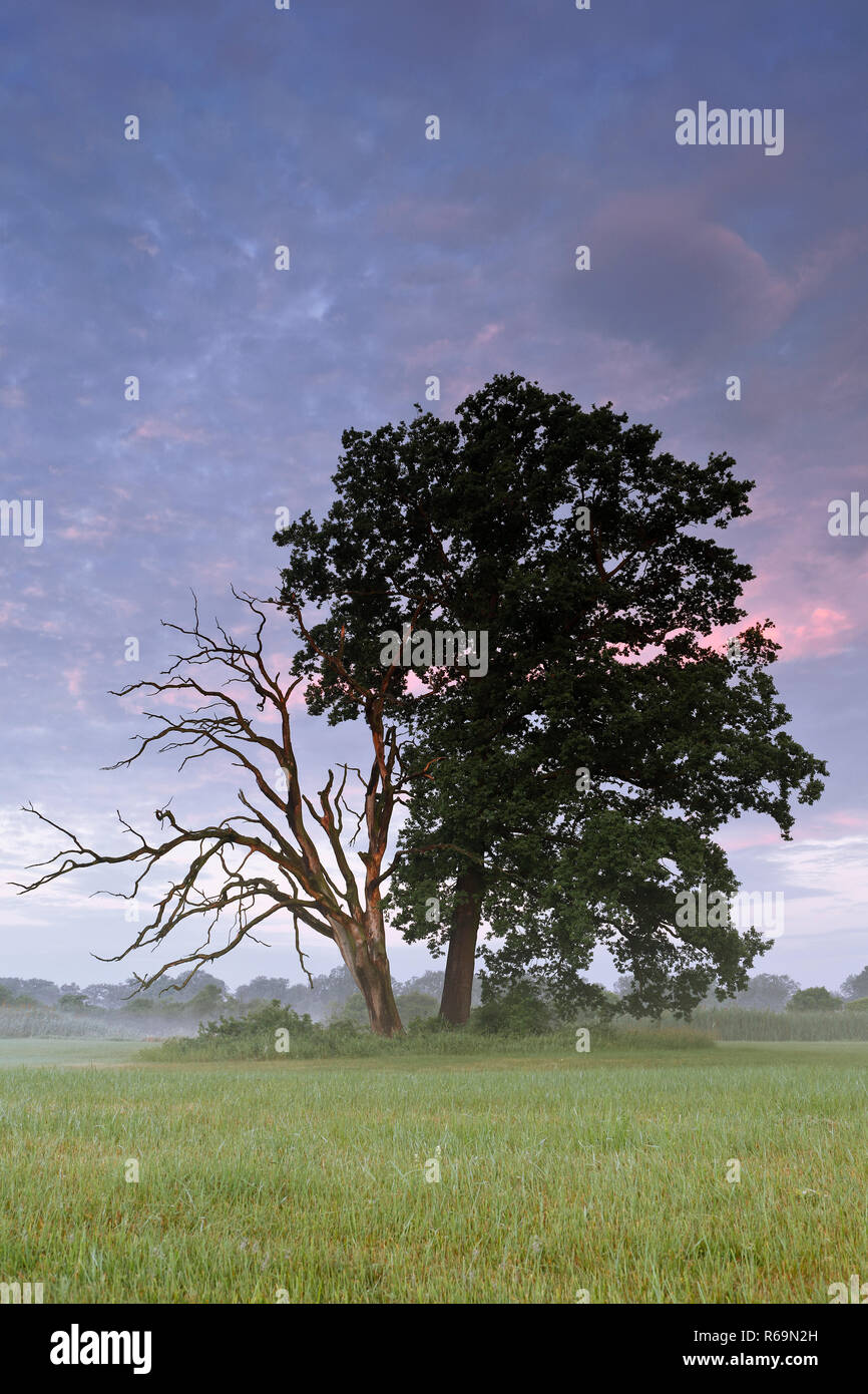 Vita e morte oak accanto a ogni altra in un prato nel fiume Elba golenali nella luce del mattino Foto Stock