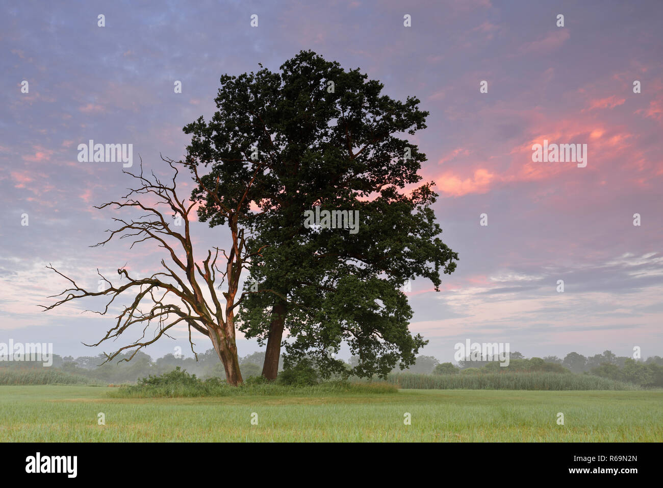 Vita e morte oak accanto a ogni altra in un prato nel fiume Elba golenali nella luce del mattino Foto Stock