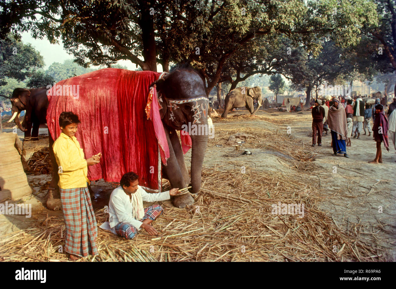 Gli elefanti (Elephas maximus), sonepur alla fiera sonepur, Bihar, in India Foto Stock