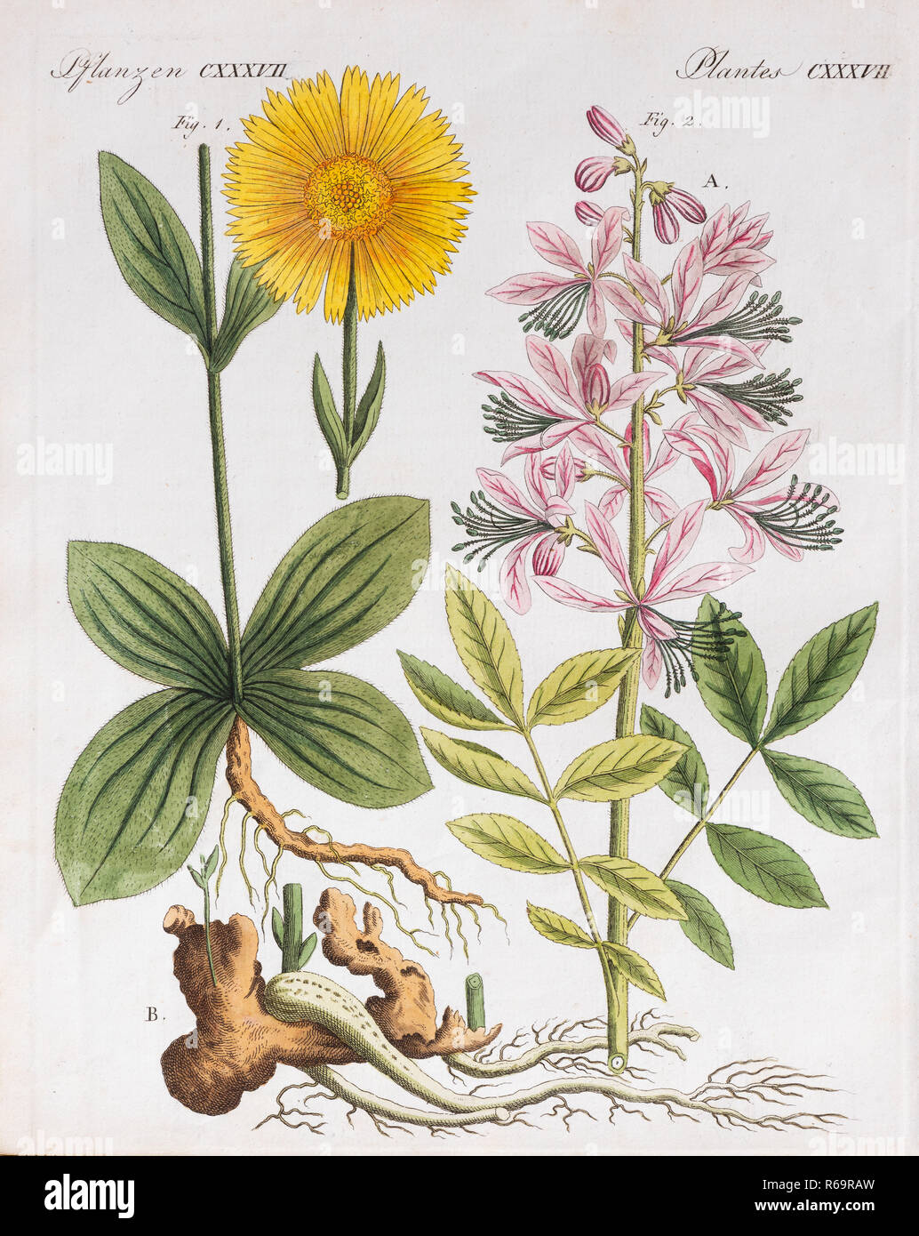 Arnica (Arnica montana), colorati a mano incisione su rame da Friedrich Justin Bertuch picture book per bambini, 1813 Foto Stock