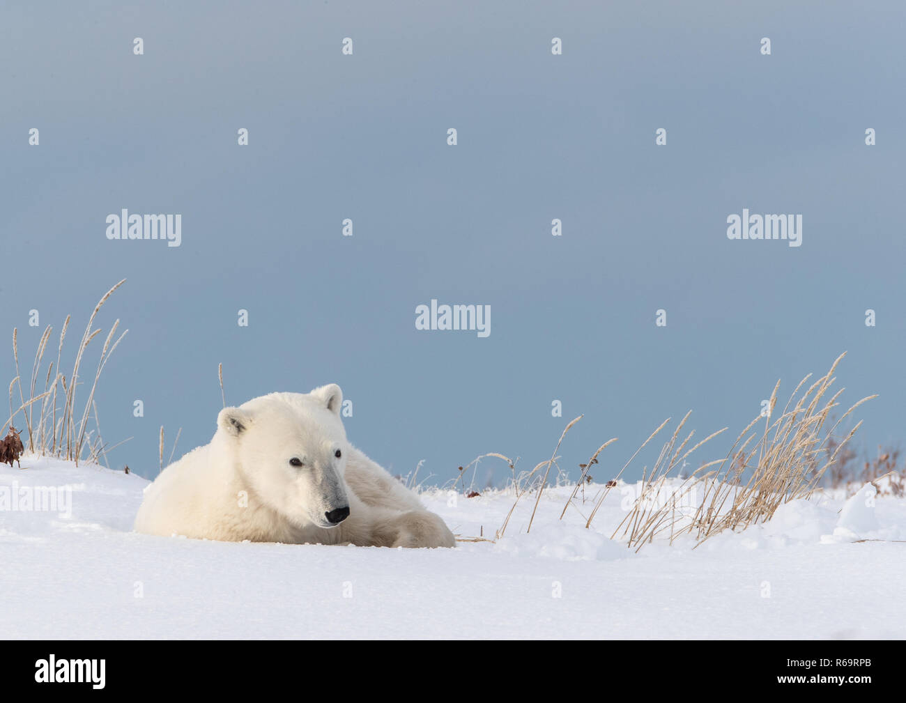 Orso polare (Ursus maritimus), giovani donne si appoggia al sole, rannicchiato nella neve, a ovest della Baia di Hudson, Churchill, Manitoba, Canada Foto Stock