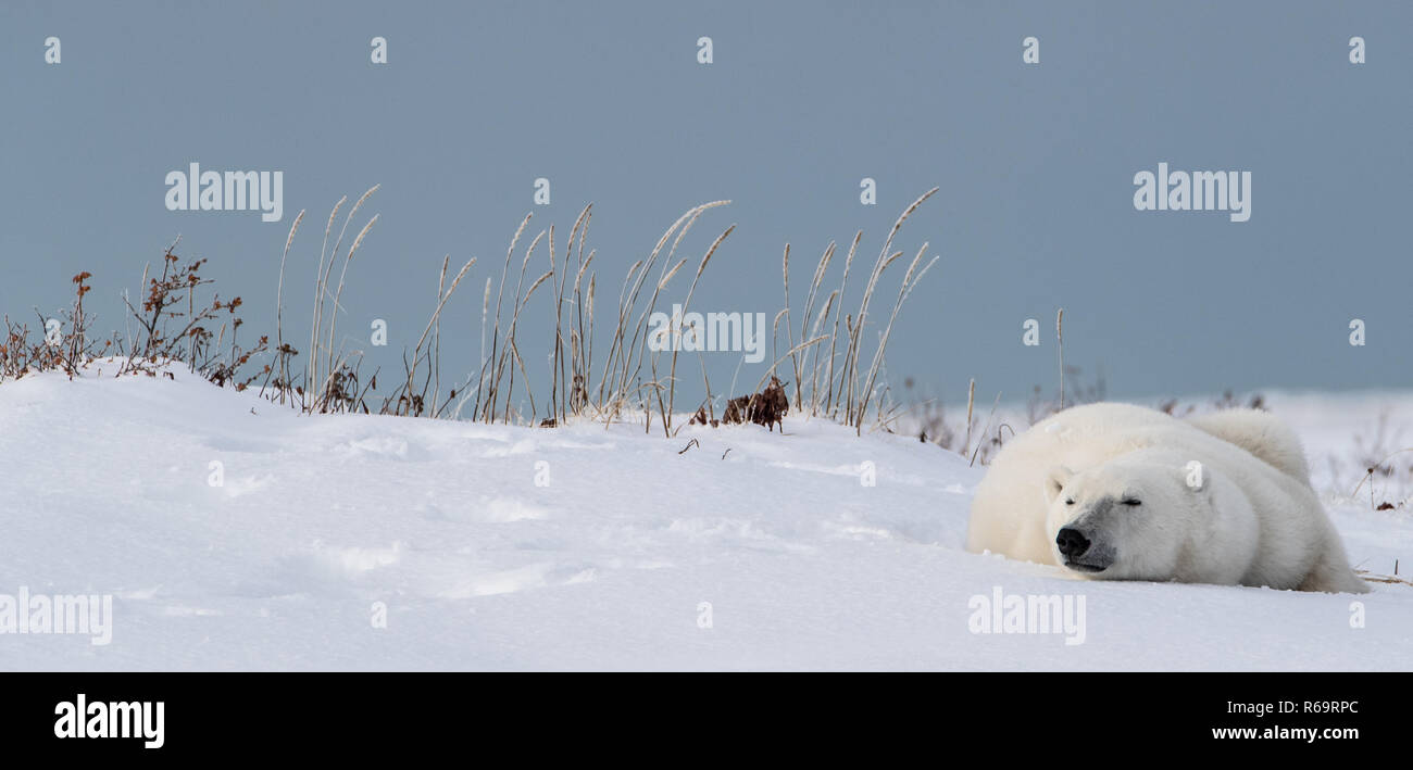 Orso polare (Ursus maritimus), giovani donne si appoggia al sole, rannicchiato nella neve, a ovest della Baia di Hudson, Churchill, Manitoba, Canada Foto Stock