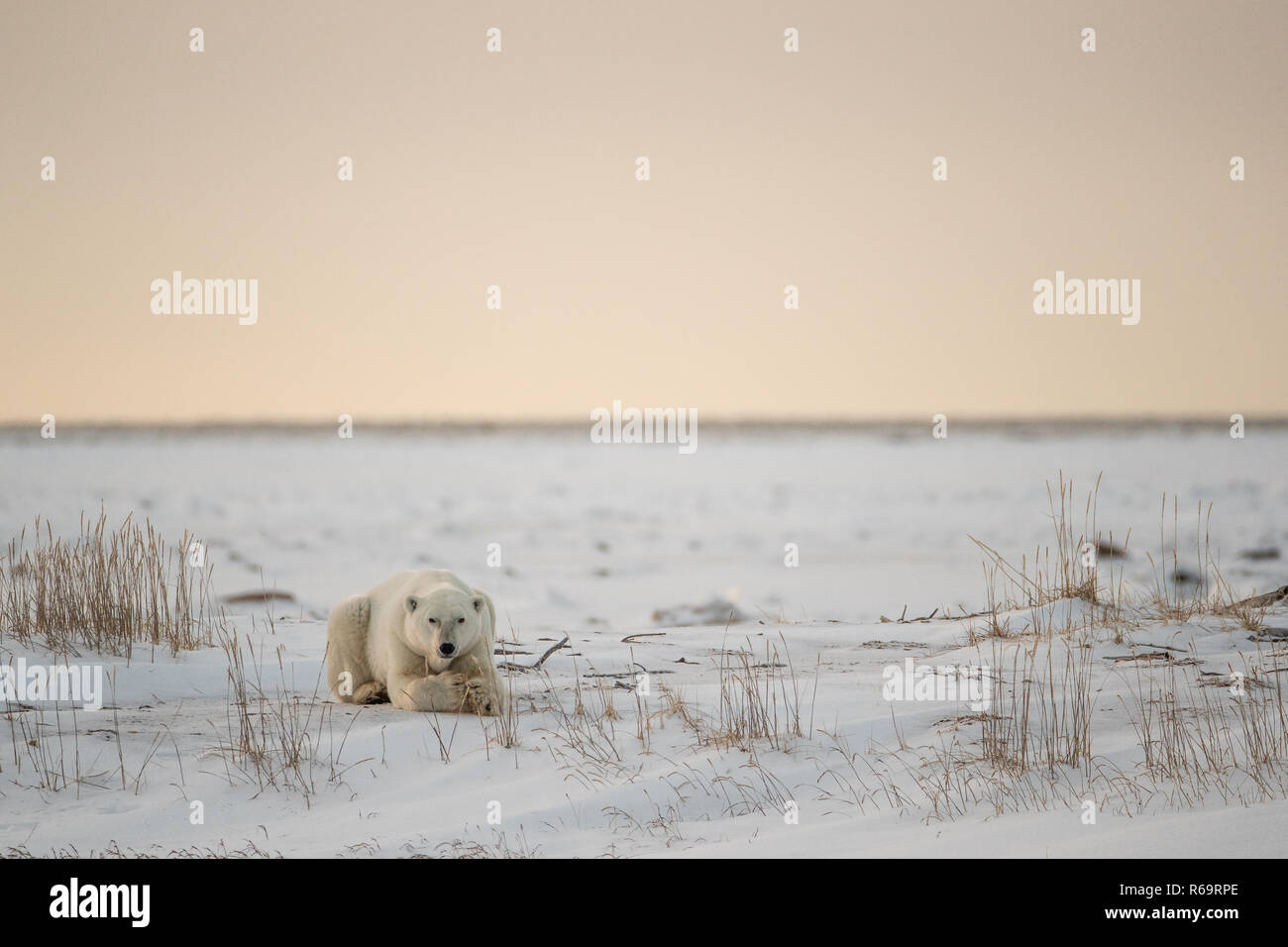 Orso polare (Ursus maritimus), giovane maschio appoggia nel tardo pomeriggio di sole, a ovest della Baia di Hudson, Churchill, Manitoba, Canada Foto Stock