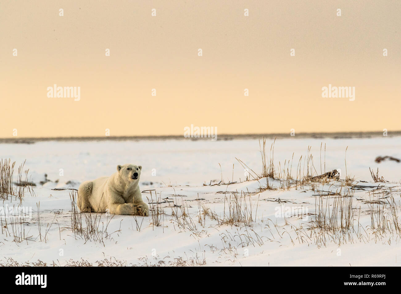 Orso polare (Ursus maritimus), giovane maschio appoggia nel tardo pomeriggio di sole, a ovest della Baia di Hudson, Churchill, Manitoba, Canada Foto Stock