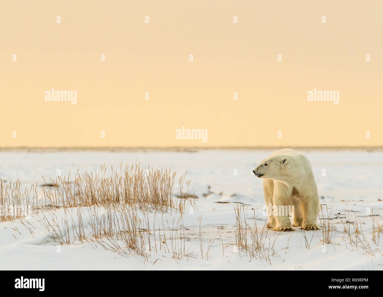 Orso polare (Ursus maritimus), giovane maschio nel tardo pomeriggio di sole, a ovest della Baia di Hudson, Churchill, Manitoba, Canada Foto Stock