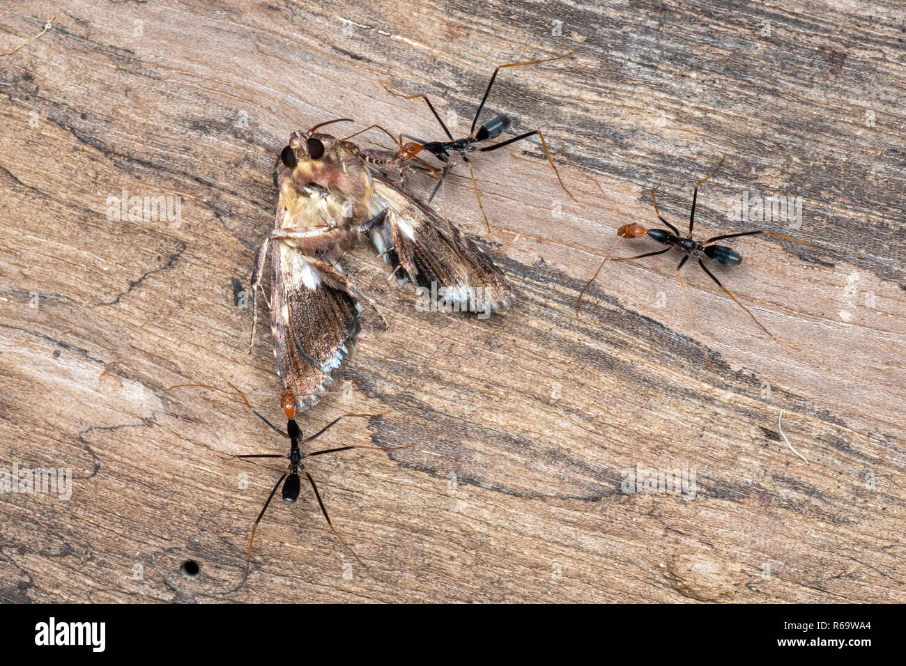 Il ragno Leptomyrmex formiche recupero di una falena morto dopo il foraggio sul suolo della foresta pluviale tropicale Queensland, Australia Foto Stock