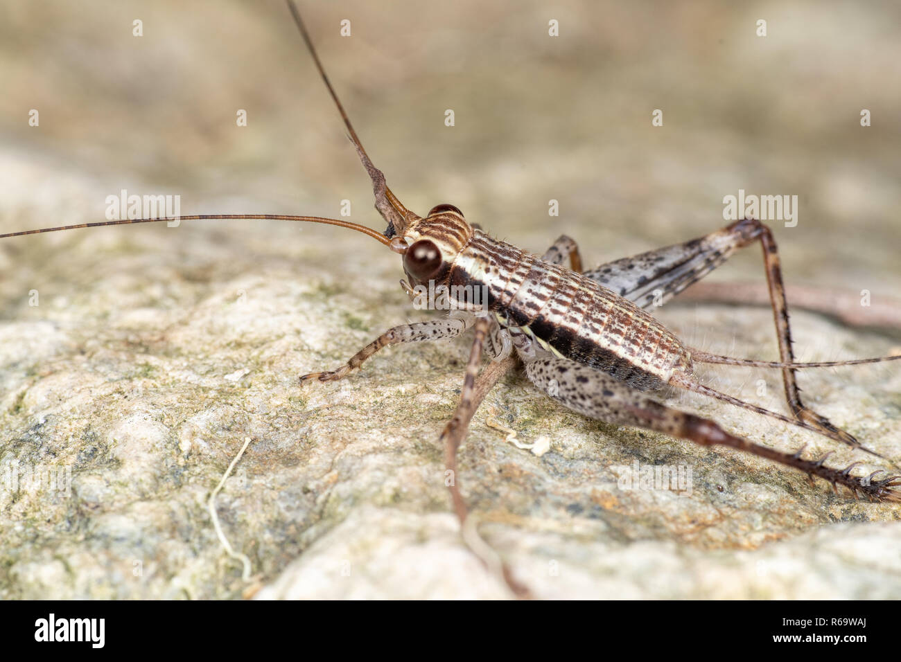 Striped vero cricket (gryllidae) foraggio su un suolo della foresta pluviale del Queensland, Australia Foto Stock