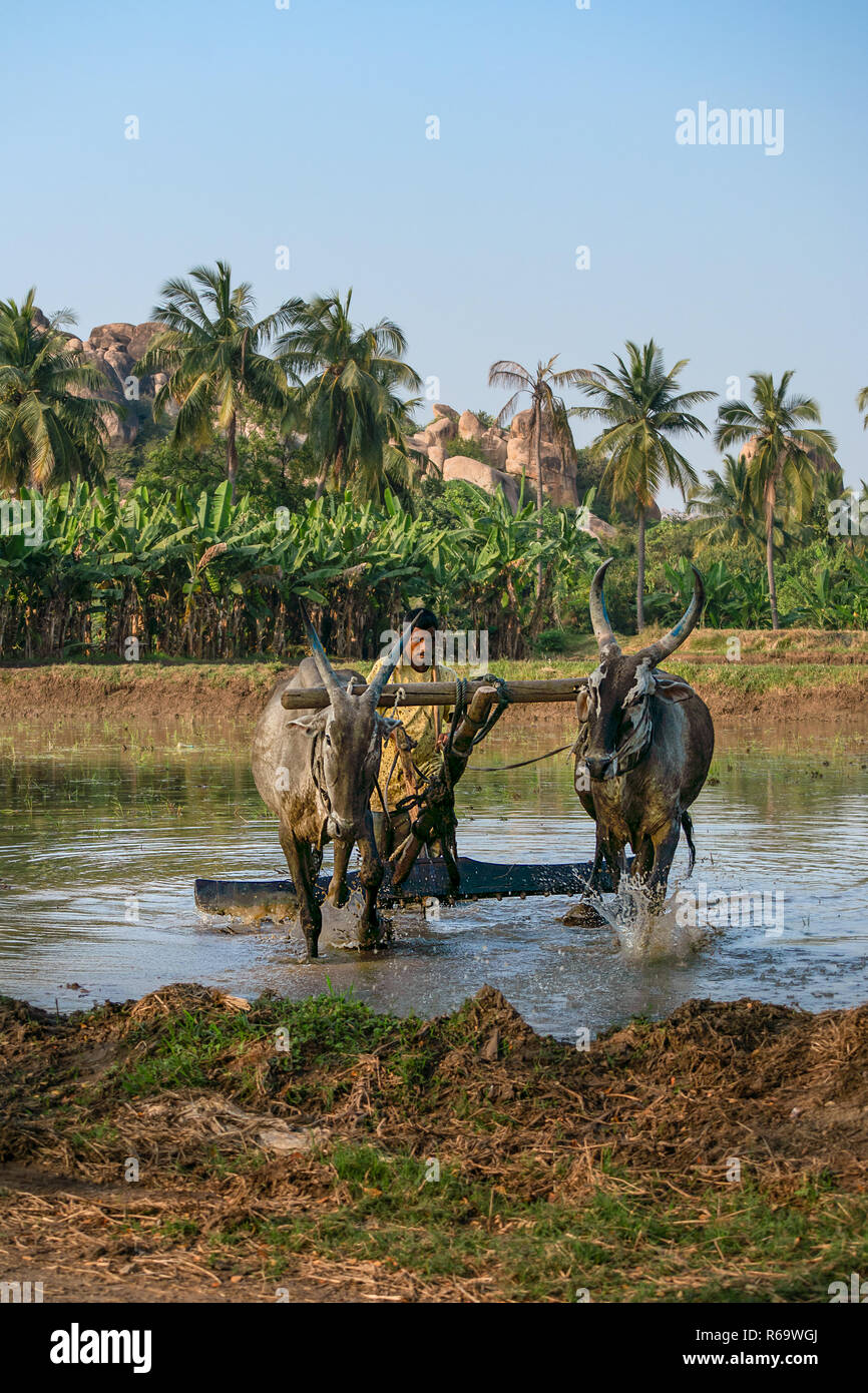 Un agricoltore guida il suo bestiame 2 tirando un aratro attraverso un risone campo, Hampi, India. Foto Stock