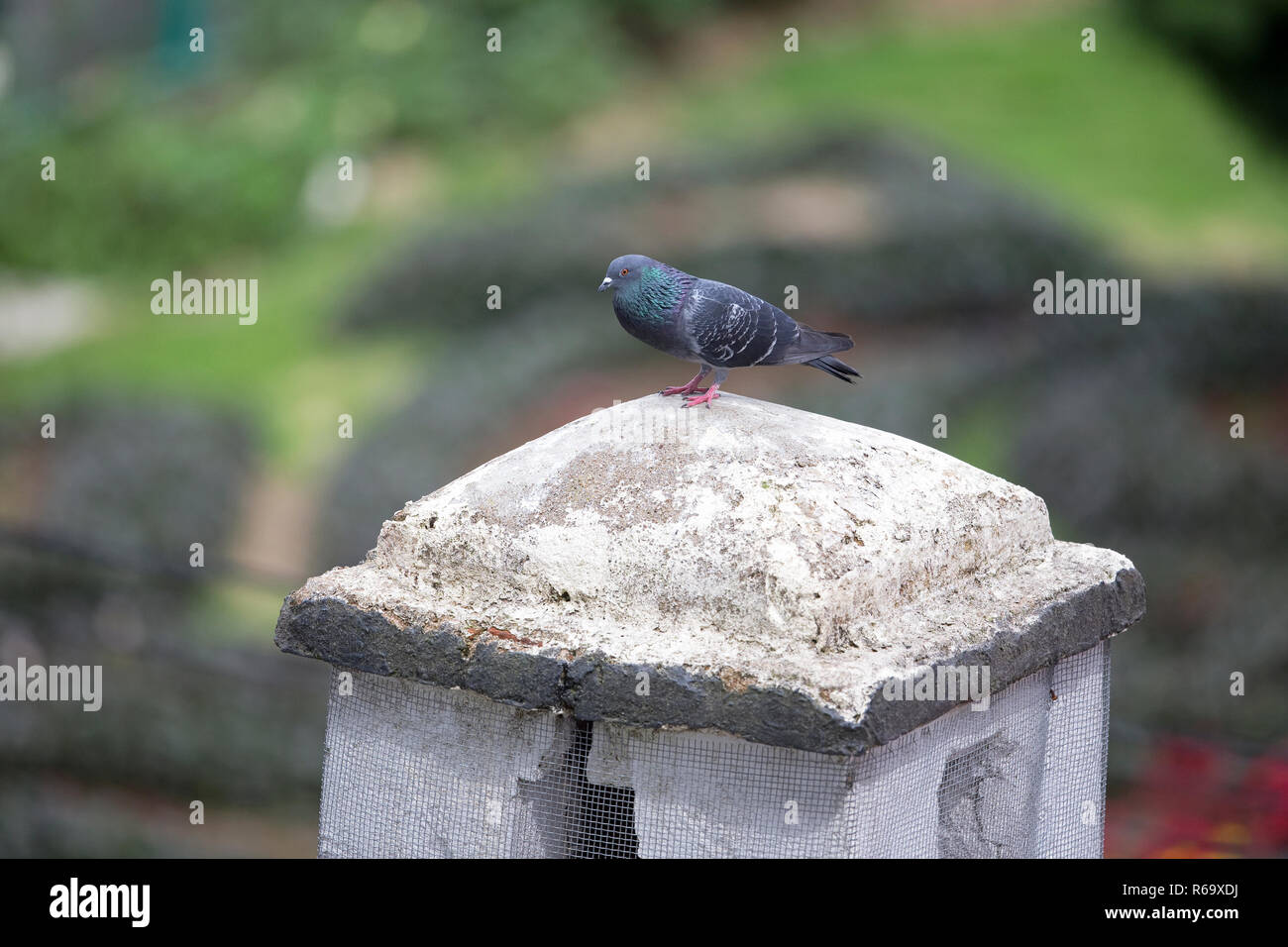 Piccioni selvatici (Columba livia) Foto Stock