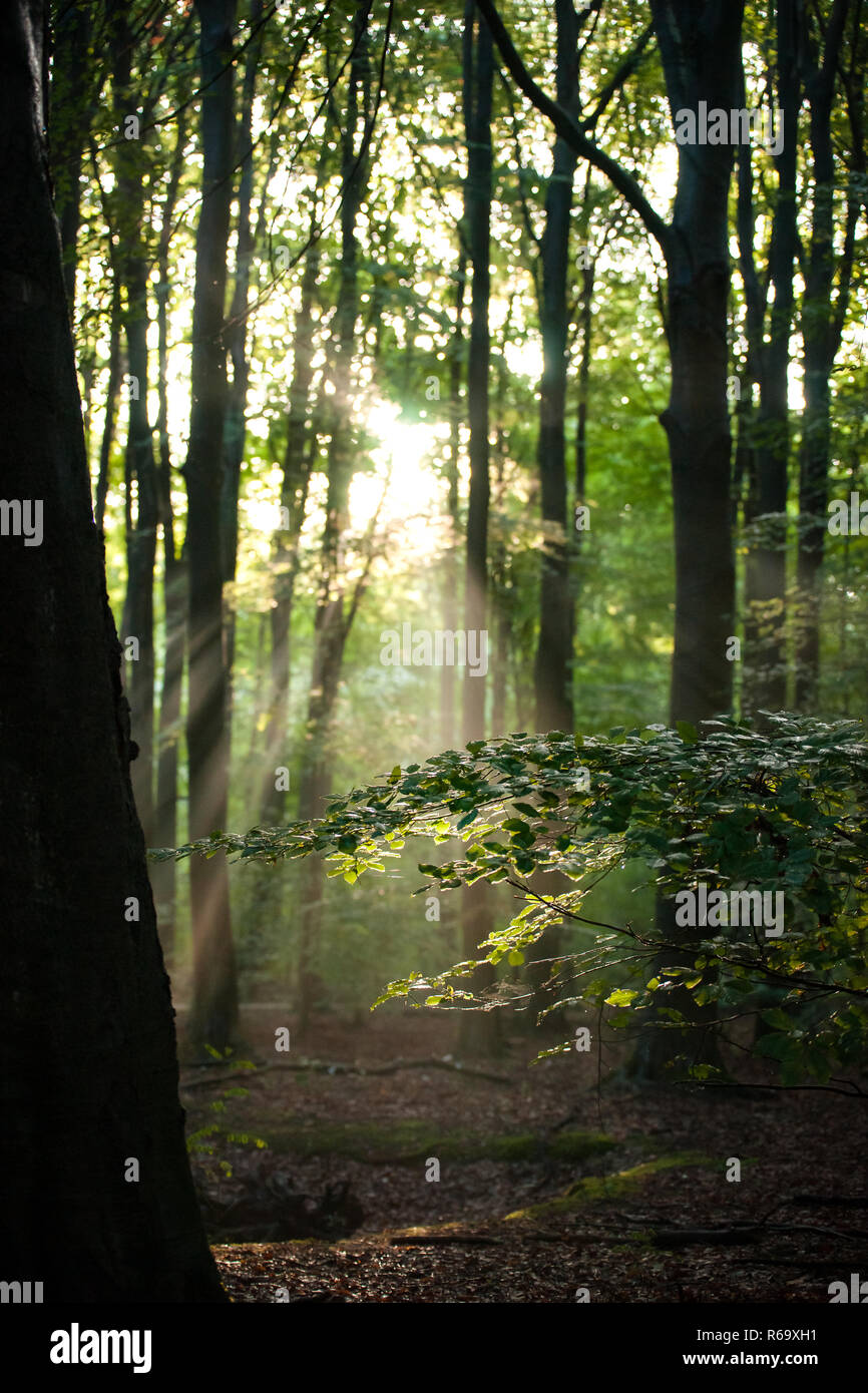 Scene in 'Waterloopbos' vicino Marknesse in Olanda con il suggestivo paesaggio naturale nel corso di un inizio di mattina di autunno nel mese di settembre Foto Stock