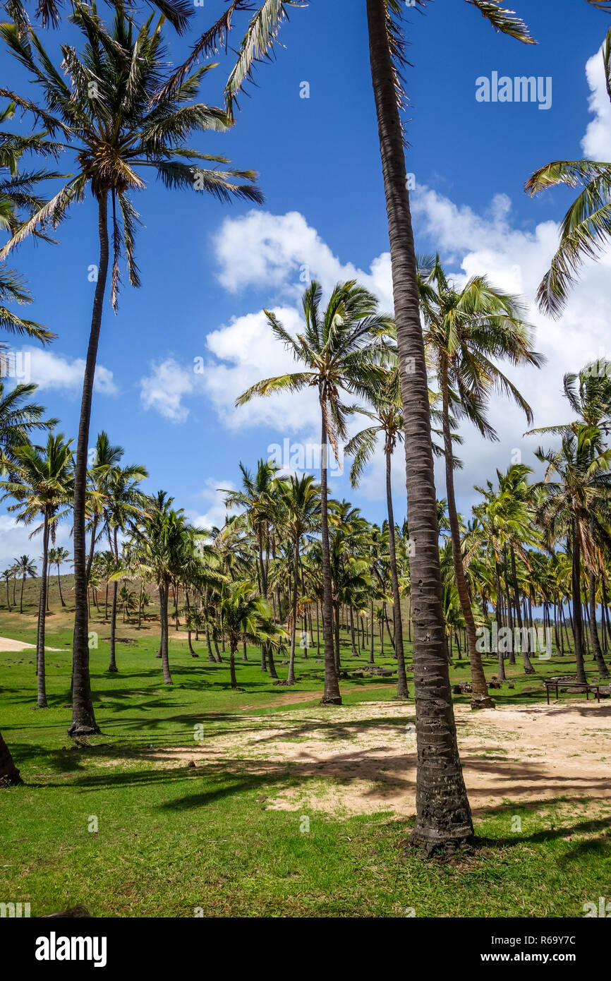 Palme sulla spiaggia di Anakena, isola di pasqua Foto Stock