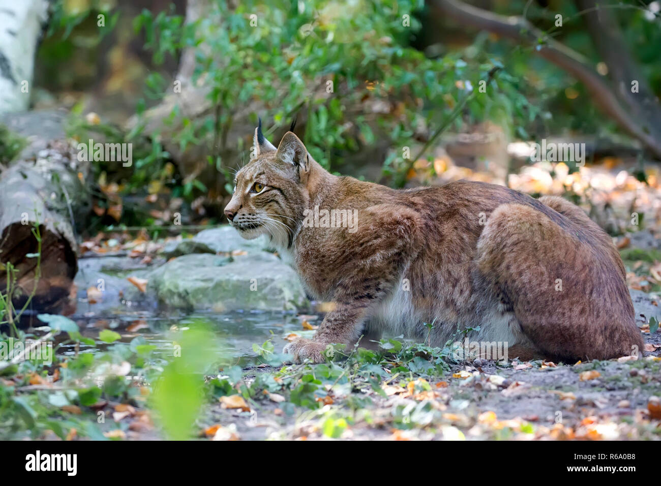 Lynx nella foresta Foto Stock