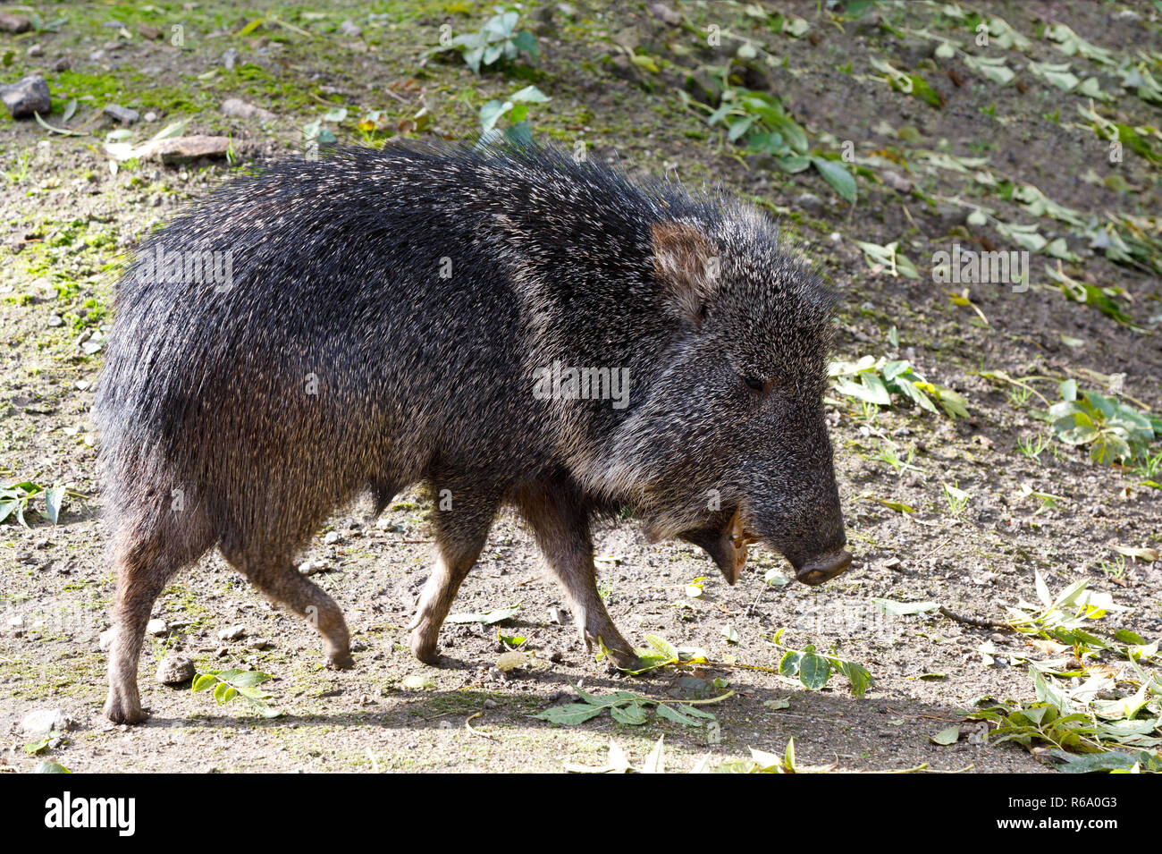 Nise suino pecari Chacoan, Catagonus wagneri Foto Stock