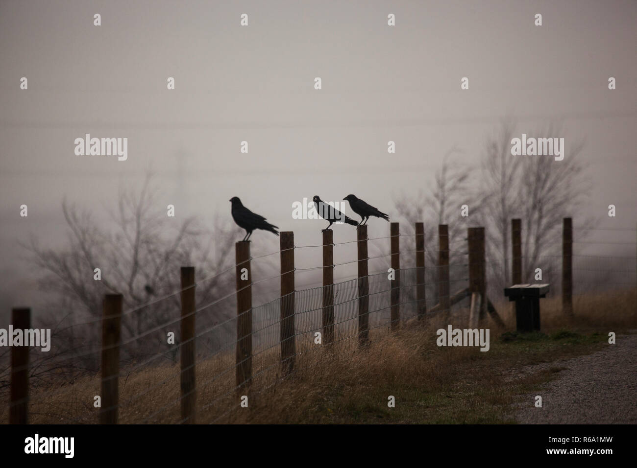 Tre corvi nella nebbia Foto Stock