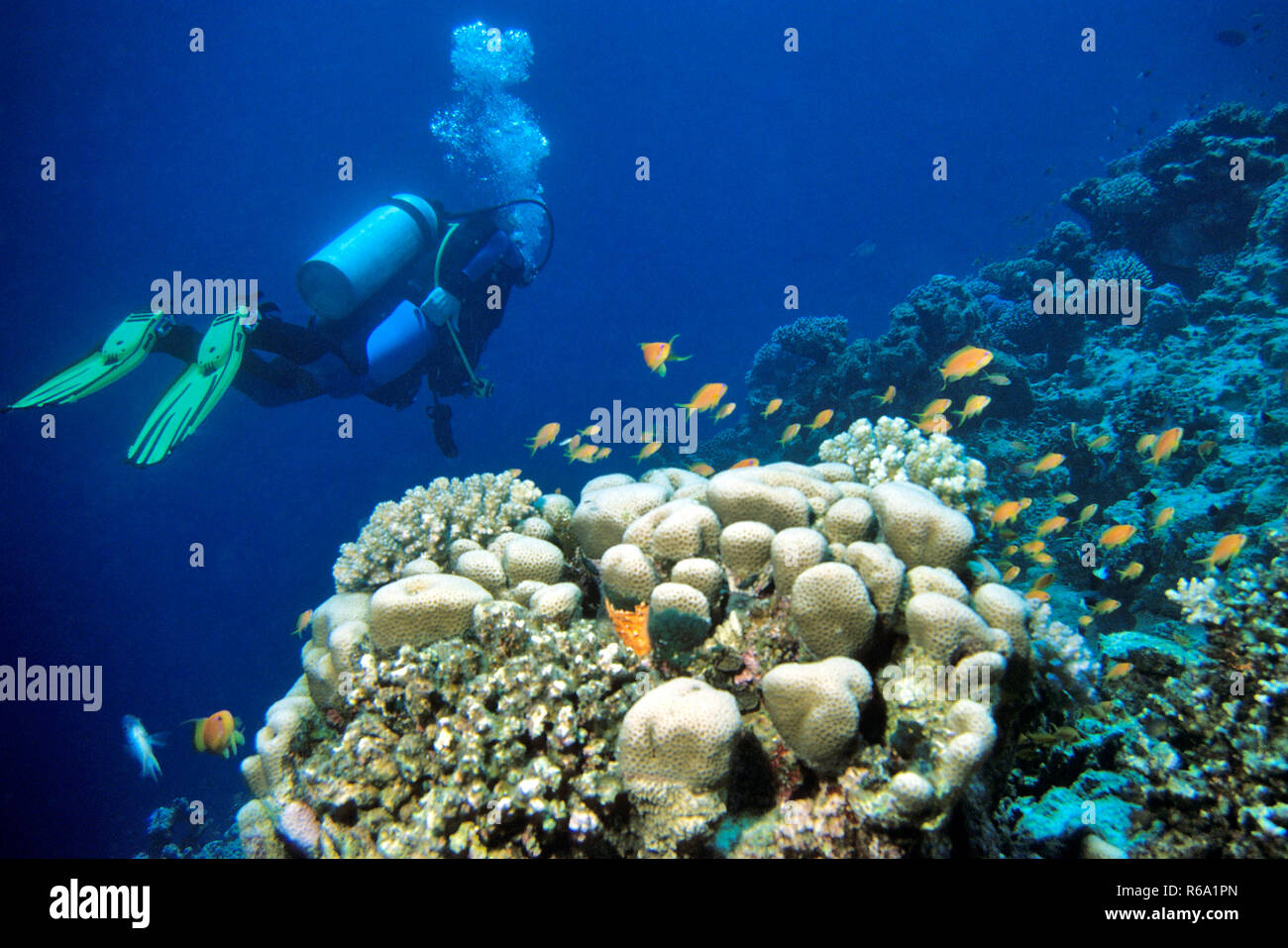 Scuba Diver presso Il Reefside, Mar Rosso Foto Stock
