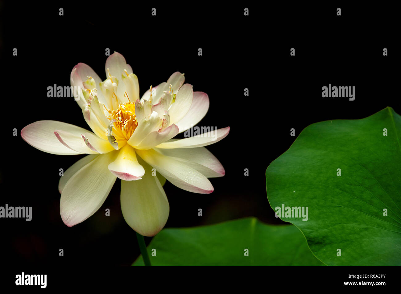 Una lotus bloom contro uno sfondo nero con petali di colore verde. Foto Stock