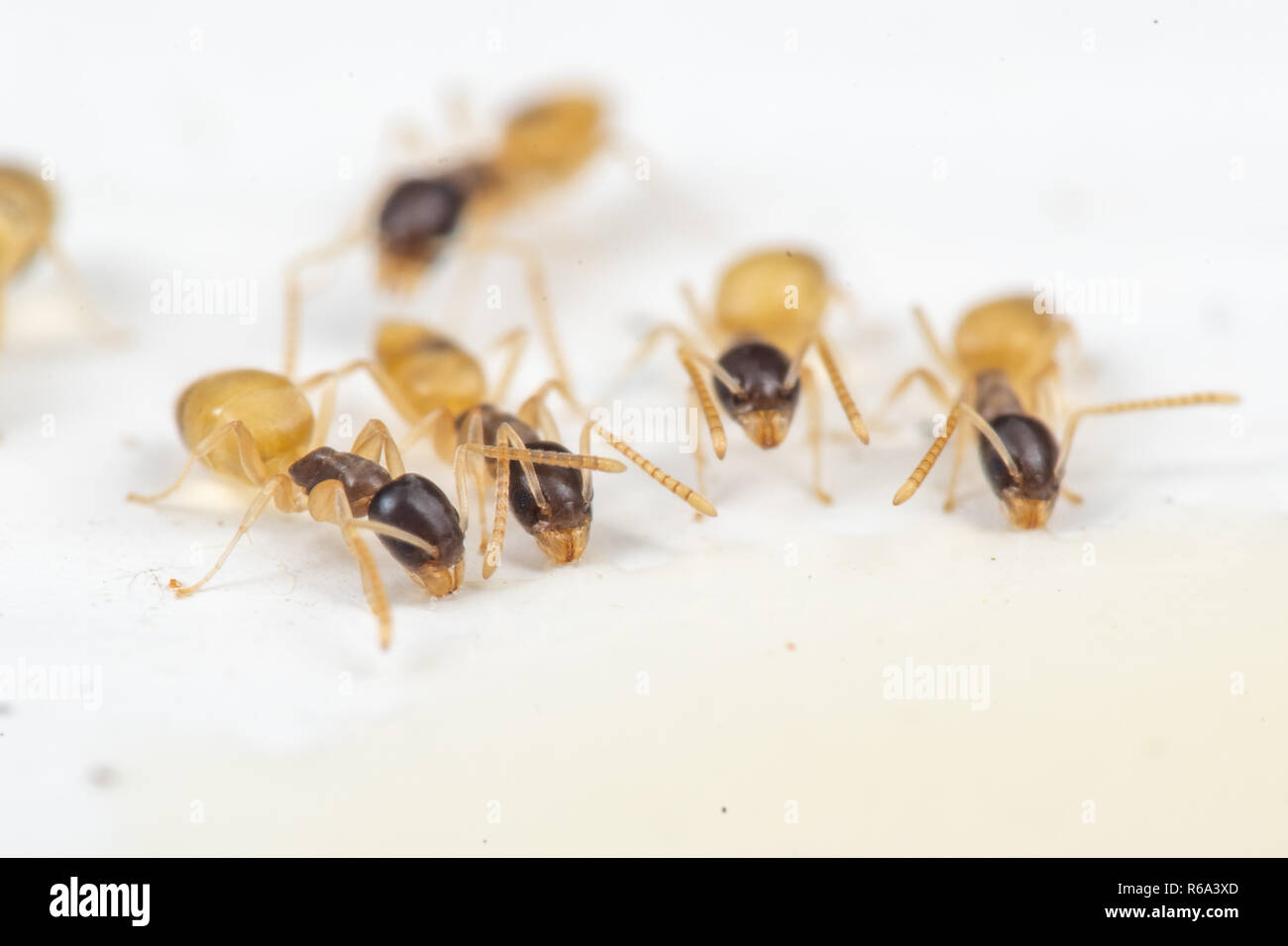 Tapinoma melanocephalum ghost formiche alimentazione sul cibo versato nella cucina di tropici Foto Stock