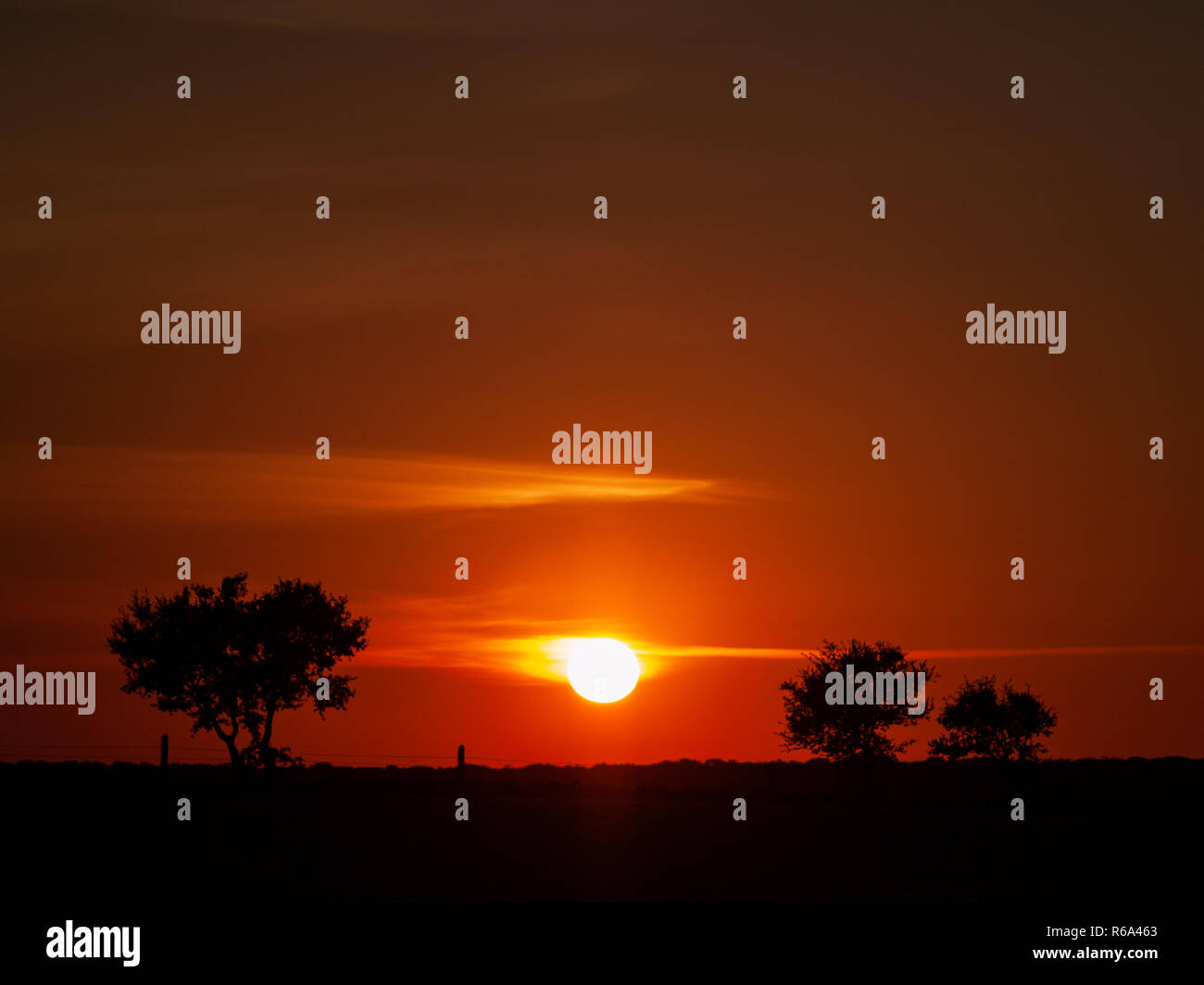 Romantico cielo arancione al tramonto con poche nuvole e chemtrails in la dehesa e silhouette di albero Foto Stock