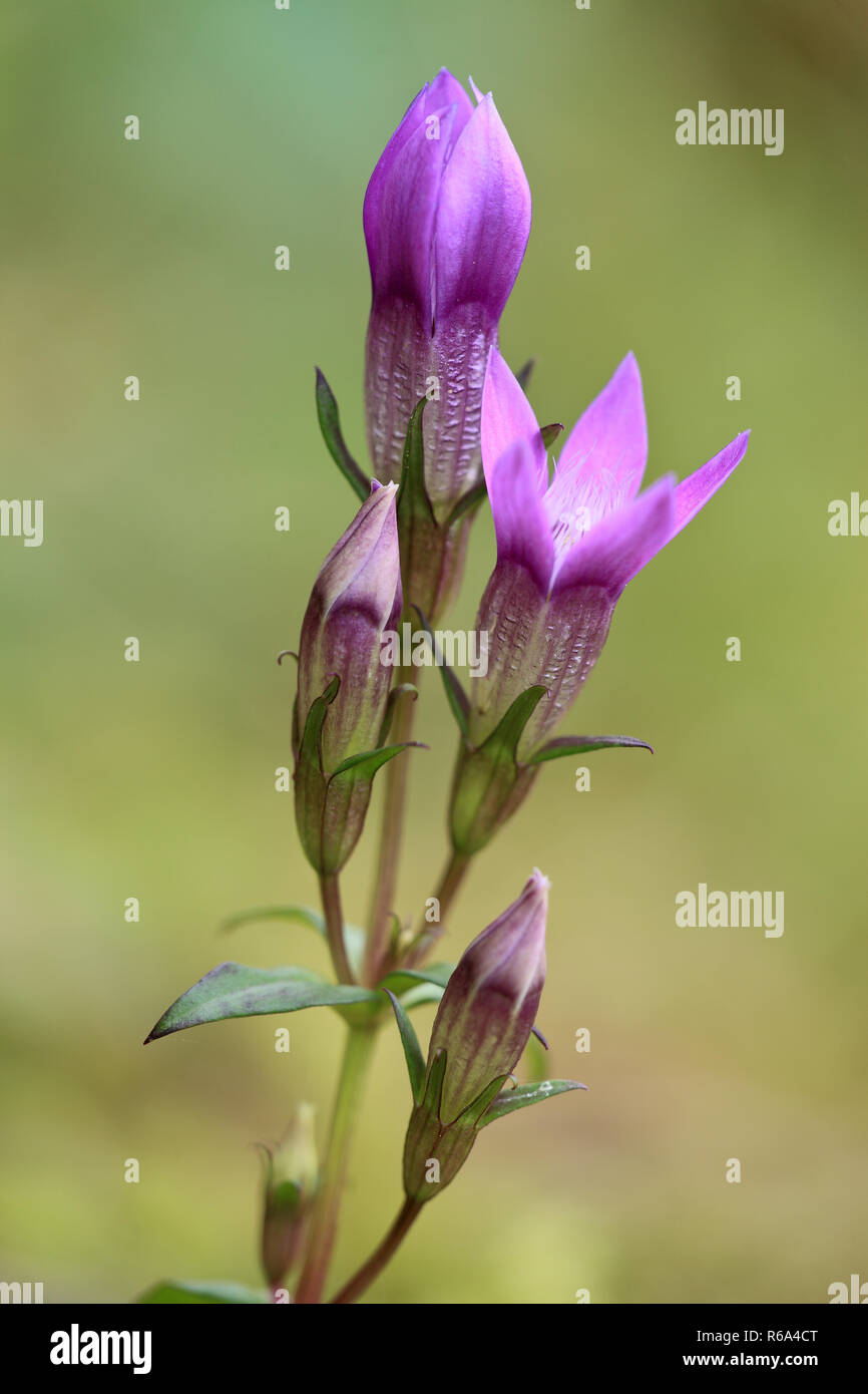 Genziana tedesco Foto Stock