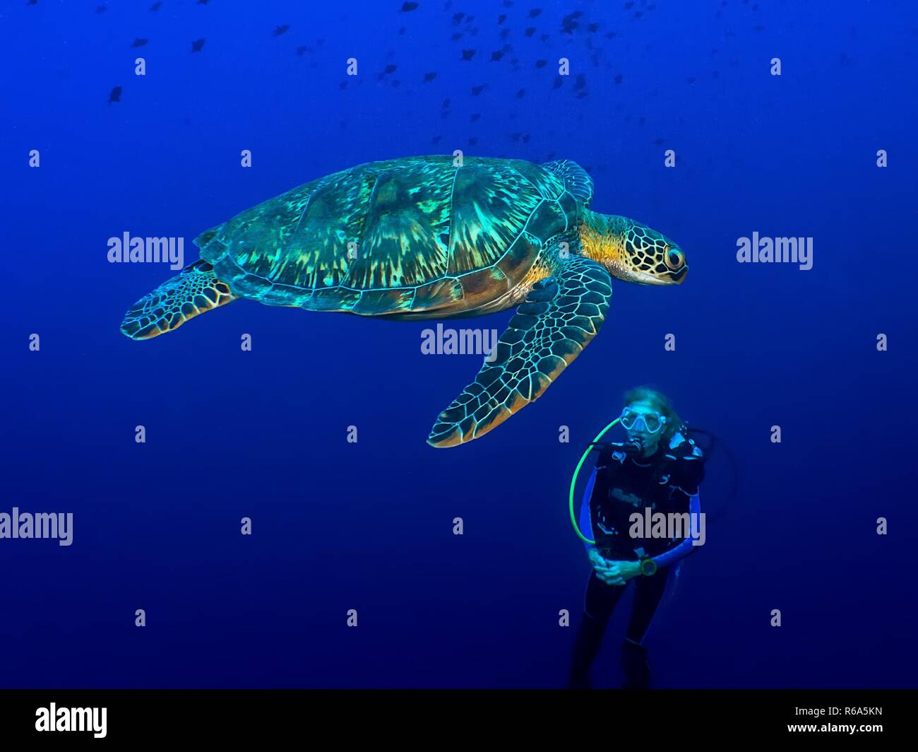 Greenturtle nel Bunaken Foto Stock