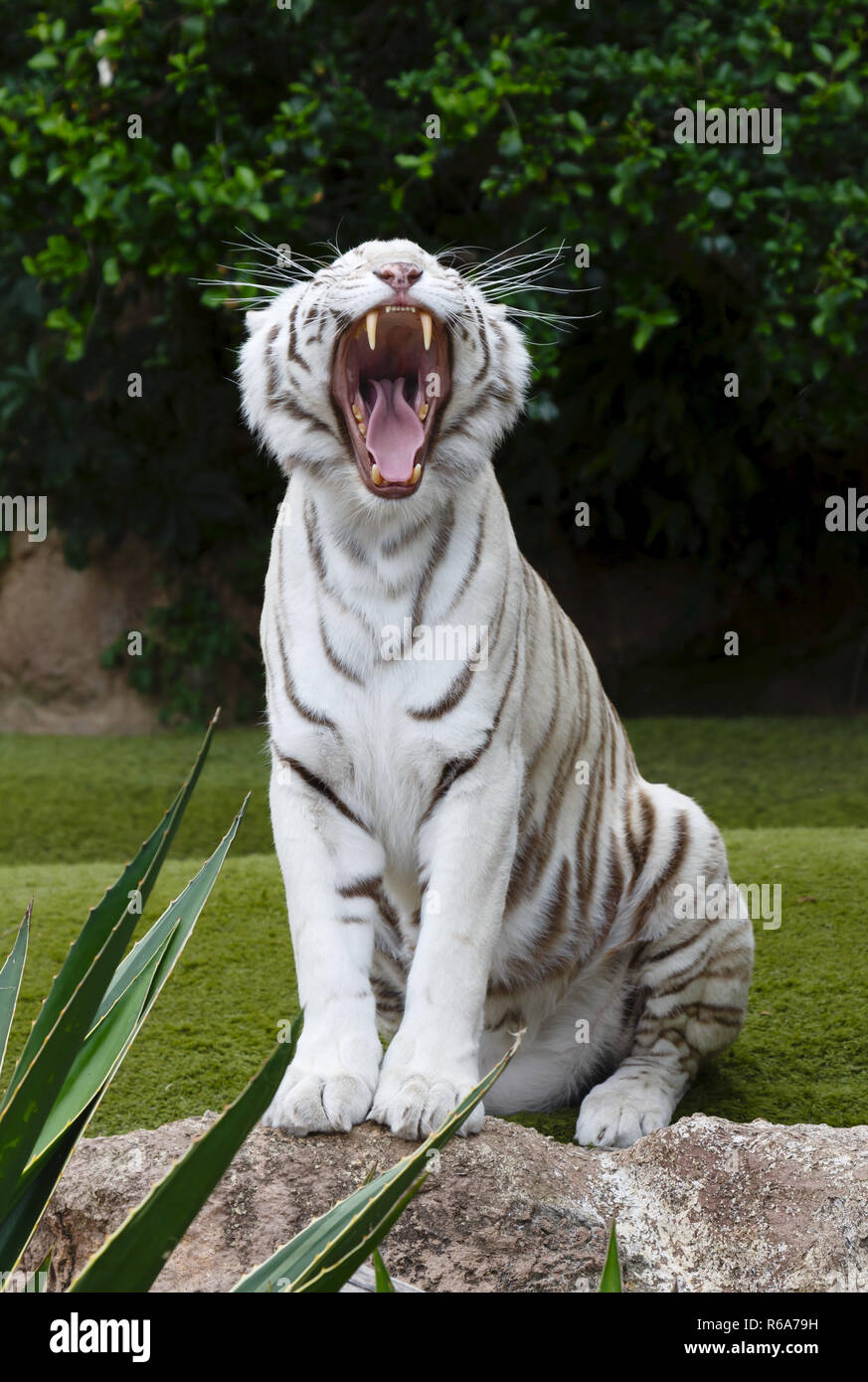 Una tigre bianca sbadigli che riporti i suoi denti. La tigre bianca è una variante di pigmentazione della tigre del Bengala. Foto Stock
