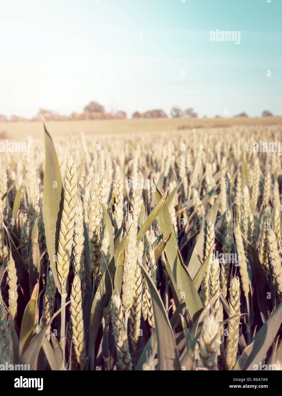 Primo piano dei capi di grano in un campo con sun flare e vintage nella stessa tonalità di colore Foto Stock