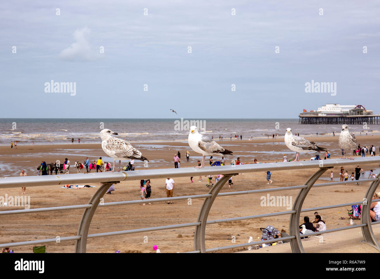 Sarò a guardare voi! Affamati gabbiani su una ringhiera in attesa di cibo sulla spiaggia di Blackpool Lancashire Regno Unito Foto Stock